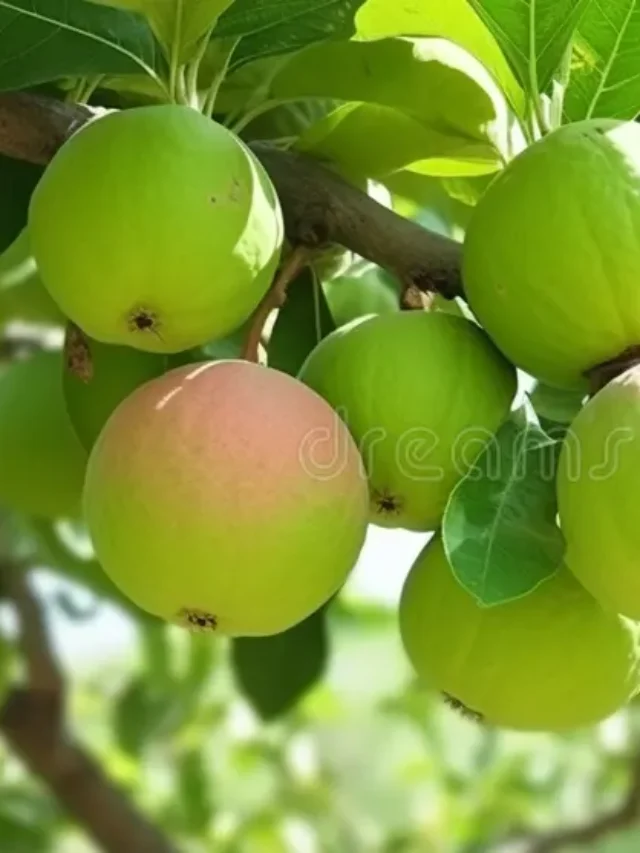 ठंड में अमरूद खाने से कई फ़ायदे होते हैं;